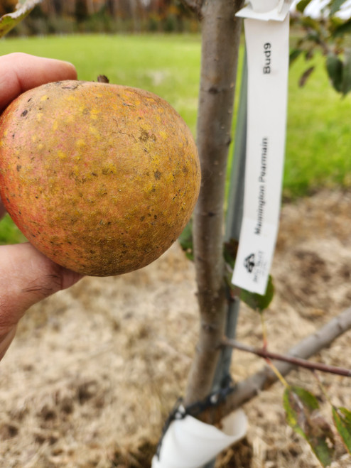 Mannington Pearmain Custom Benchgraft